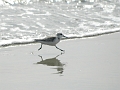 sanderling, sanderlings, wader-6